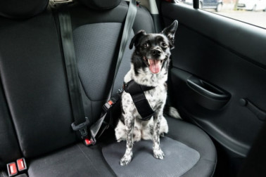 The 25 Best Dog Seat Belts of 2019 - Pup Life Today