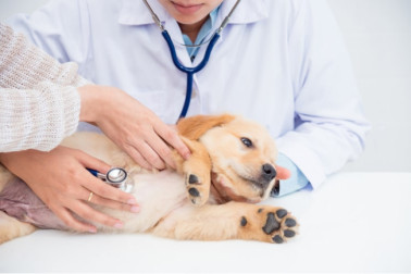 How Does Pet Insurance Work? - Pet Life Today