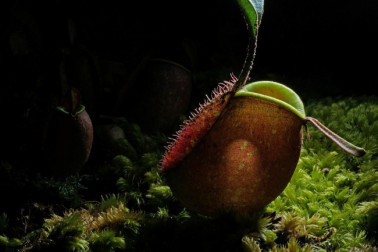 Pitcher Plant Care And Tips: Everything You Need To Know