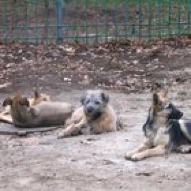 Requirements for a Doggie Daycare