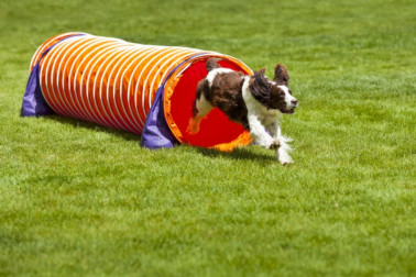 The 25 Best Dog Agility Training Tunnels of 2019 - Pet Life Today