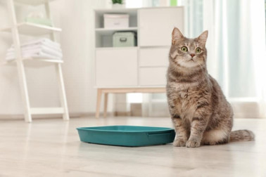 The 25 Best Dust Free Cat Litters of 2019 - Cat Life Today