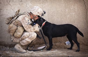 Service Dogs Are Heroes Too
