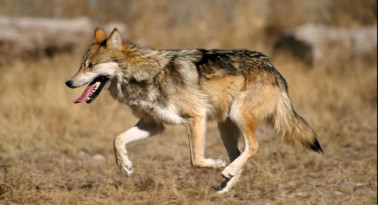 After Being Extinct in the Wild, Mexican Wolf Roams the U.S. Desert Once Again Thanks to a Former Wolf Hunter