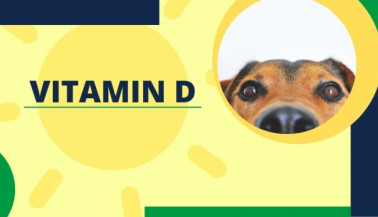 Vitamin D: The Critical Role it Plays in Your Pet's Health