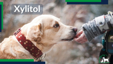 Xylitol Poisoning: the Tasty Toxin Killing Dogs & Cats