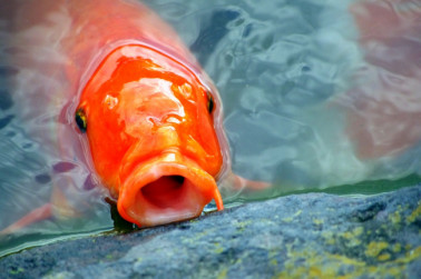 Should A Koi Pond Be in Full Sun, Or the Shade? Simple Answers You Need