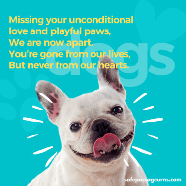 15 Touching Pet Loss Quotes And Poems | Safe Passage